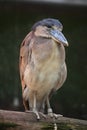 Boat-billed heron (Cochlearius cochlearius).