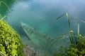 Boat Bottom Underwater. Abandoned Boat on Bottom of Lake. Clear Water. School of Fish Swimming under Water. Royalty Free Stock Photo