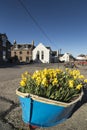 Boat of Daffodils at Johnshaven on the Aberdeenshire Coast. Royalty Free Stock Photo