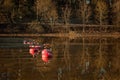 Boat dock made of metal and red floating buoys in water. Lake or river with a park or forest in the background, a lot of bare