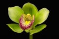 Boat orchid