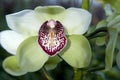 Boat orchid Cymbidium Royalty Free Stock Photo