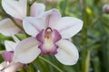 Boat orchid Cymbidium Royalty Free Stock Photo
