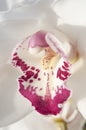 Boat orchid Cymbidium Royalty Free Stock Photo