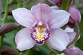 Boat orchid Cymbidium Royalty Free Stock Photo