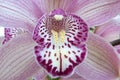 Boat orchid Cymbidium Royalty Free Stock Photo