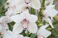 Boat orchid Cymbidium Royalty Free Stock Photo