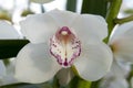 Boat orchid Cymbidium Royalty Free Stock Photo