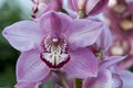Boat orchid Cymbidium Royalty Free Stock Photo