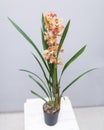 Boat orchid, cymbidium Royalty Free Stock Photo