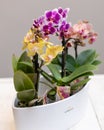 Boat orchid, cymbidium Royalty Free Stock Photo