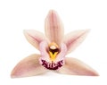 Boat orchid flower