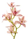 Boat orchid