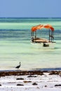 boat pirague bird in the zanzibar africa coastline