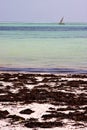 boat pirague in the blue lagoon relax of zanzibar africa