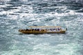 Boat in Rhine falls, Schaffhausen Royalty Free Stock Photo