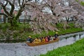 Boat ride under Sakura Royalty Free Stock Photo