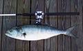 Boat Rod and Bluefish Royalty Free Stock Photo