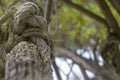 Boat rope tied on a big branch Royalty Free Stock Photo