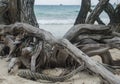 Boat rope tied on a big branch Royalty Free Stock Photo