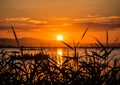 Boat sailing in the Albufera with the sunset behind