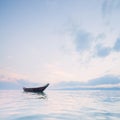 Boat on the sea