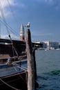 Boat sea-gull San Marco Canal Grande, Venice, Venezia, Italy, Italia Royalty Free Stock Photo