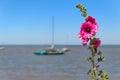 Boat in the sea with Hollyhocks