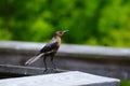 Boat-tailed Grackle Royalty Free Stock Photo