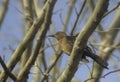 Boat-tailed grackle