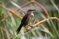 Boat-tailed grackle Royalty Free Stock Photo