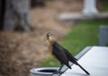 Boat-Tailed Grackle Bird Royalty Free Stock Photo
