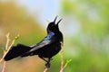 Boat-tailed Grackle Bird Singing Royalty Free Stock Photo