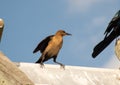 Boat-tailed Grackle in the Everglades, Florida Royalty Free Stock Photo