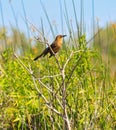 boat-tailed grackle female bird marsh land Royalty Free Stock Photo