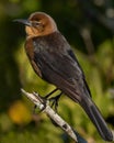 Boat-tailed Grackle female Royalty Free Stock Photo