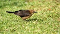 Boat-tailed grackle Royalty Free Stock Photo