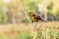 Boat Tailed Grackle Female Royalty Free Stock Photo