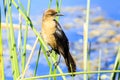 Boat Tailed Grackle Female Royalty Free Stock Photo