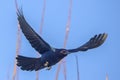 Boat-tailed Grackle In Flight, Closeup