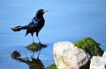 Boat-tailed Grackle - male