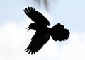 Boat-tailed grackle passerine bird beach avian of south florida Miami