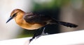 Boat-tailed grackle passerine bird beach avian of south florida Miami Royalty Free Stock Photo