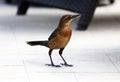 Boat-tailed grackle passerine bird beach avian of south florida Miami Royalty Free Stock Photo