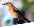 Boat-tailed grackle passerine bird beach avian of south florida Miami Royalty Free Stock Photo