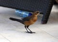 Boat-tailed grackle passerine bird beach avian of south florida Miami Royalty Free Stock Photo