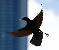 Boat-tailed grackle passerine bird beach avian of south florida Miami Royalty Free Stock Photo