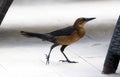 Boat-tailed grackle passerine bird beach avian of south florida Miami Royalty Free Stock Photo