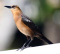 Boat-tailed grackle passerine bird beach avian of south florida Miami Royalty Free Stock Photo