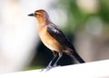 Boat-tailed grackle passerine bird beach avian of south florida Miami Royalty Free Stock Photo